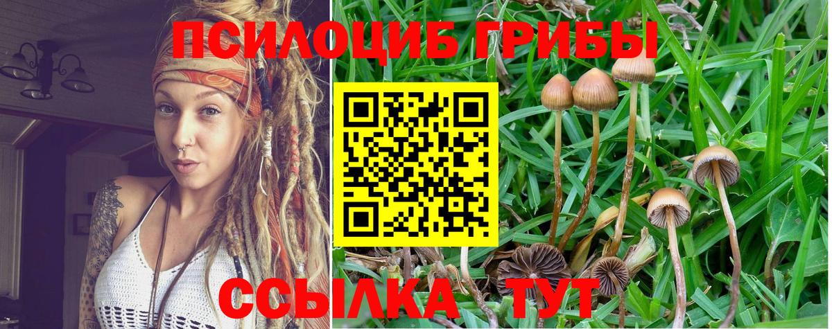 Вольск  где купить наркотик  Галлюциногенные грибы Psilocybe  Вход с VPN  Галлюциногенные грибы Magic Shrooms 